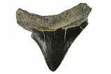 Juvenile Megalodon Tooth - Georgia #115704-1